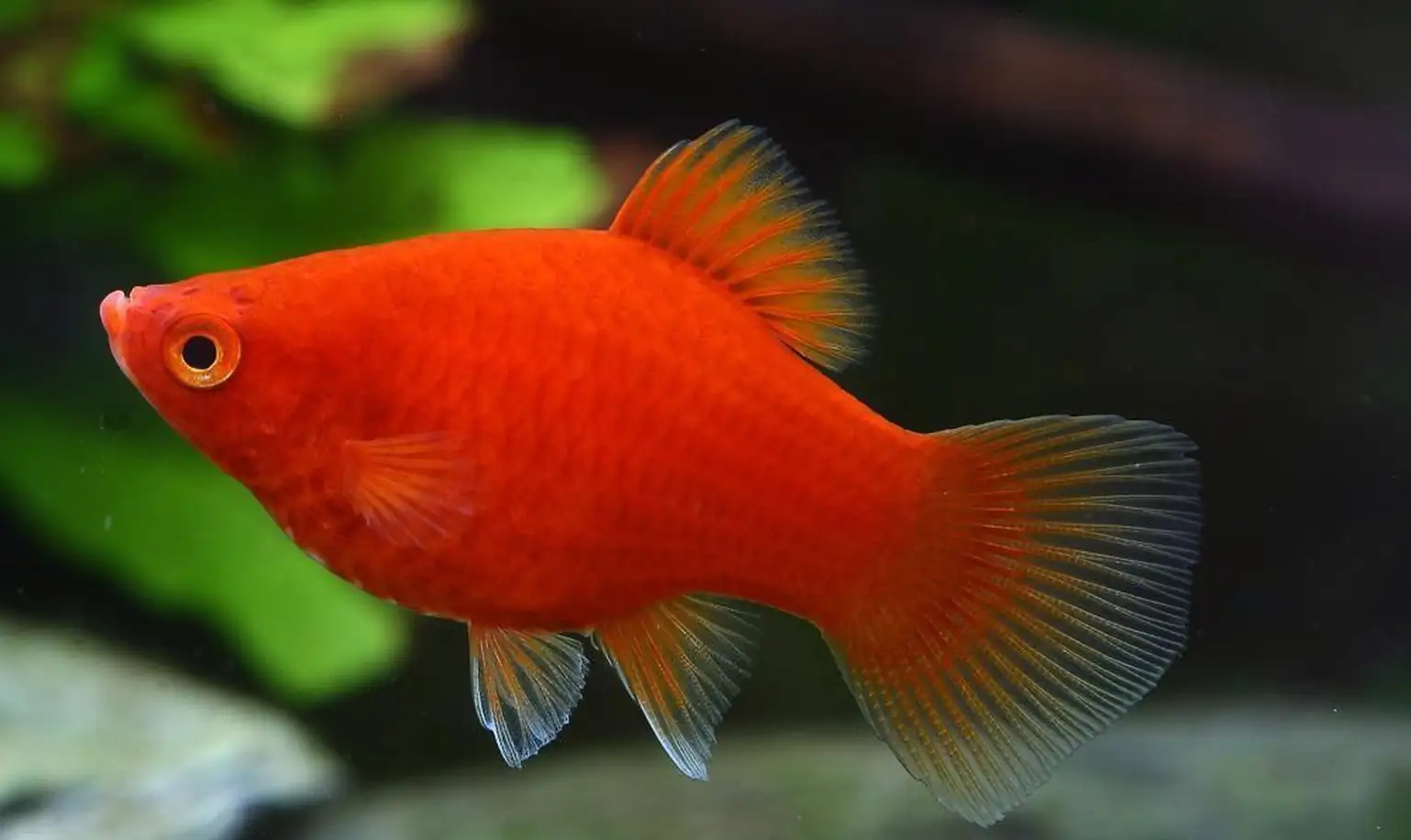 Red Platy